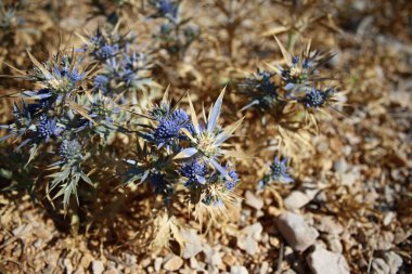 modra kvetina na vyprahle zemi