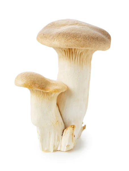 Eryngii Mushrooms Placed White Background King Oyster Mushroom Fotos De Bancos De Imagens Sem Royalties
