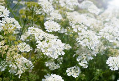 Çerçeveyi dolduran Beyaz Orlaya Çiçekleri: Aydınlık Banyo Yapan Güzel Çiçekler