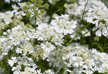 Tüm Çerçeveyi kaplayan Beyaz Orlaya Çiçekleri