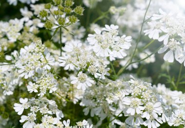 Çerçeveyi dolduran Beyaz Orlaya Çiçekleri: Aydınlık Banyo Yapan Güzel Çiçekler
