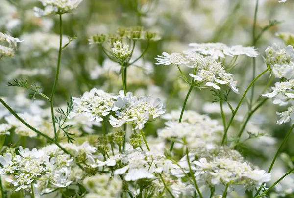 Tüm Çerçeveyi kaplayan Beyaz Orlaya Çiçekleri