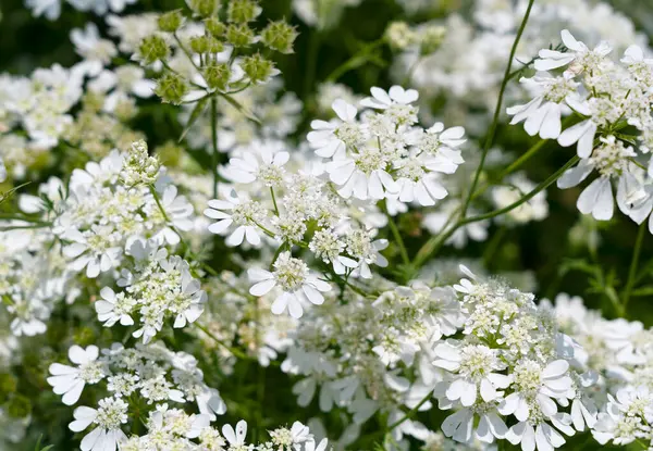 Tüm Çerçeveyi kaplayan Beyaz Orlaya Çiçekleri