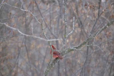 Ormandaki kırmızı kuş