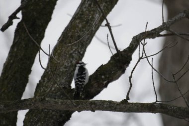 Ağaçkakan ormandaki ağaç gövdesinde oturuyor..