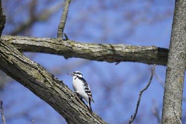Ağaç dalındaki kuşun yakın çekimi.