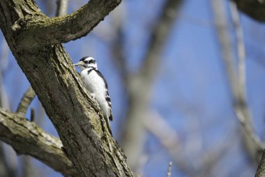 Büyük gri ağaçkakan, dendrocopos major, tek kuş, warwickshire, Haziran 2019