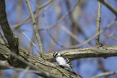 Ormandaki bir kuşun yakın çekimi.