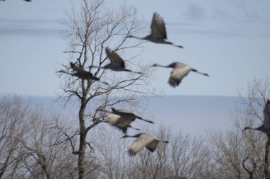 Karda kuş sürüsü