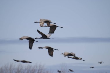 Suda uçan güzel beyaz pelikanlar