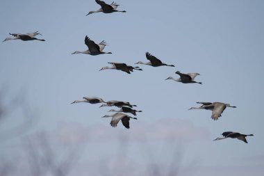Doğal ortamında uçan kazlar.