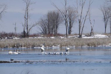 Gölde güzel beyaz kuğular