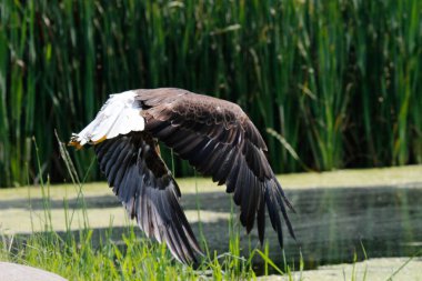 Ormanda beyaz pelikan