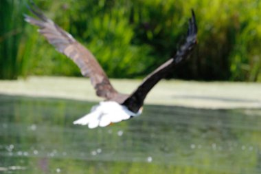 Kel kartal uçuş fotoğrafçısı Kanada