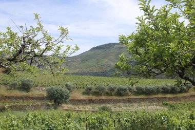 Dağlarda üzüm bağları