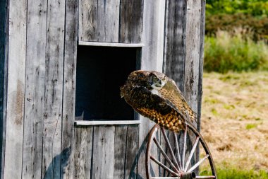 Vahşi büyük boynuzlu baykuş yetişkin - bubo virginianus - kameraya doğru uçuyor, sarı gözler kameraya sabitlenmiş, kanatlarını ayırmış, beyaz arka planda izole edilmiş. Yüksek kalite fotoğraf
