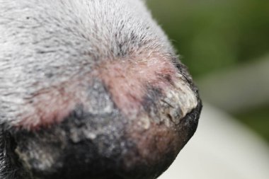 Bir köpeğin derisi.