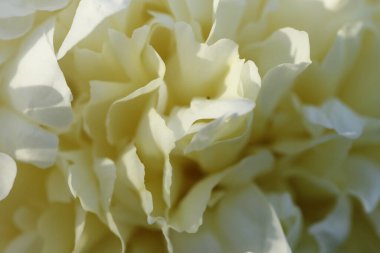 Beyaz kasımpatı çiçekleri, yaklaşın..