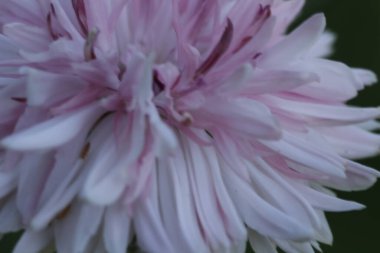 Bahçedeki kasımpatı çiçekleri.