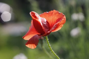 Bahçede kırmızı gelincikler