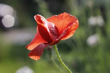 Baharda gelincik çiçeği