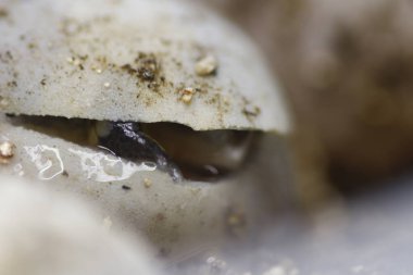 Terrapene Carolina Major (Körfez Kıyısı Kaplumbağası) yumurtadan çıkıyor