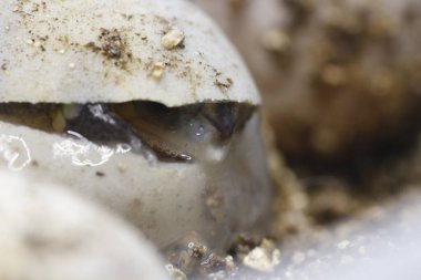 Bir salyangozun yakın görüntüsü