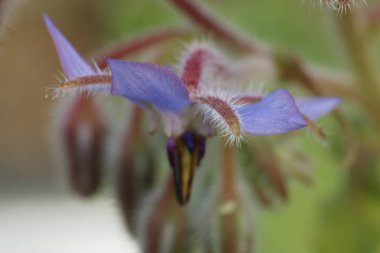 Güzel botanik fotoğrafı, doğal duvar kağıdı.