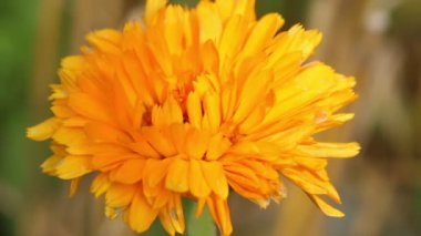 Sarı çiçeğe yaklaş.