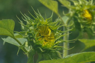 Bahçedeki bir ayçiçeğinin yakın çekimi.