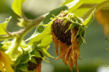 Bahçedeki ayçiçeği