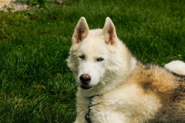 Sibirya köpeği çimenlerde yatıyor.