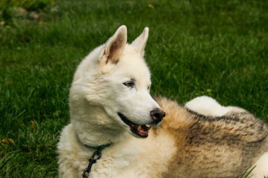 Yeşil çimlerin üzerinde iri kıyım bir köpek