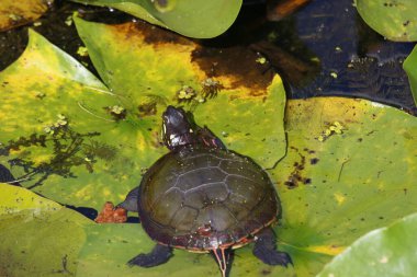 Göldeki yeşil kaplumbağa.