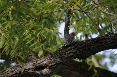 kırmızı ağaçkakan (picerus ruvus )