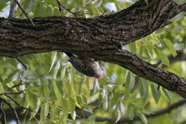 Ormandaki ağaç dalında bir kuş oturuyor.