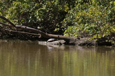 Arka planda bulanık bir ağaç gövdesinin yakın plan görüntüsü.