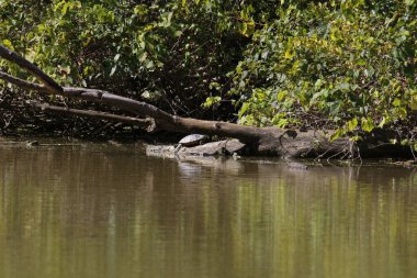 Ormanın ortasındaki küçük nehir.