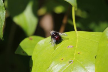 Yeşil yaprağın üzerinde uç.