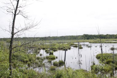 Bataklıkta bataklık.