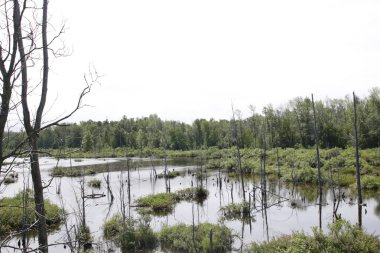 Yazın ağaçlarla dolu bataklık.