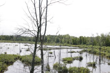 Gölün kıyısındaki bir ormanda küçük bir nehir.