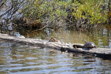 Sudaki küçük ördek