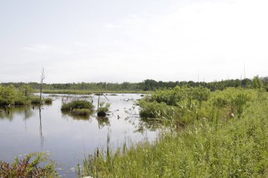 Parktaki gölün manzarası.