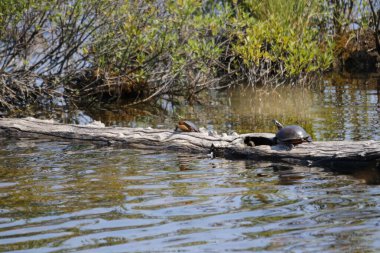 Ormandaki güzel bir kuş görüntüsü.