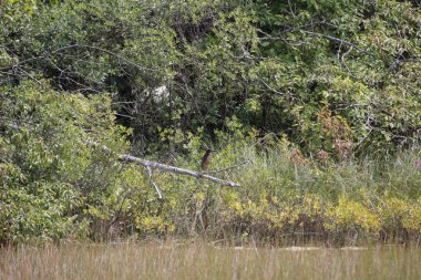 Florida 'daki bataklık Ulusal Orman Bataklığı