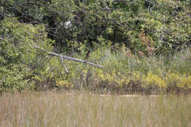 Bataklıkta bataklık