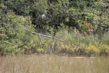 Büyük beyaz otlu bir bataklık, ormanda küçük bir bataklık, ön planda, bataklığı olan bir ağaç.