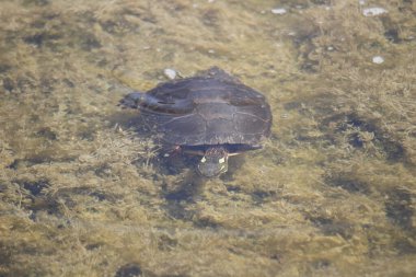 Nehir kıyısındaki kaplumbağa.