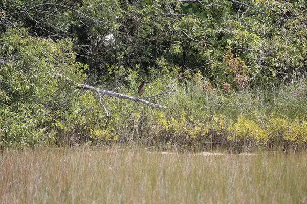 Bataklıkta bataklık